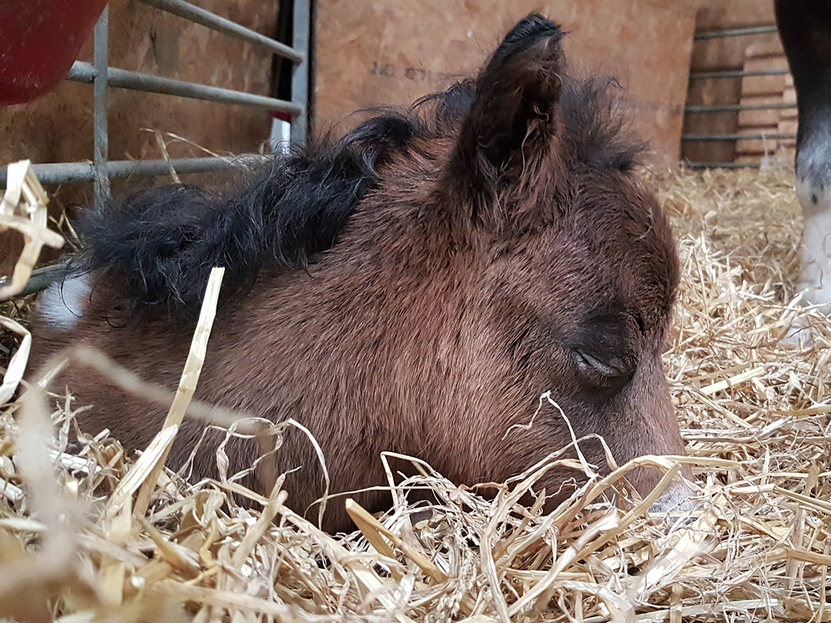 Highland Show 2022 results