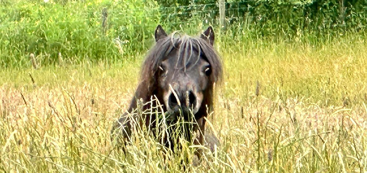 shallochmill shetland keekaboo